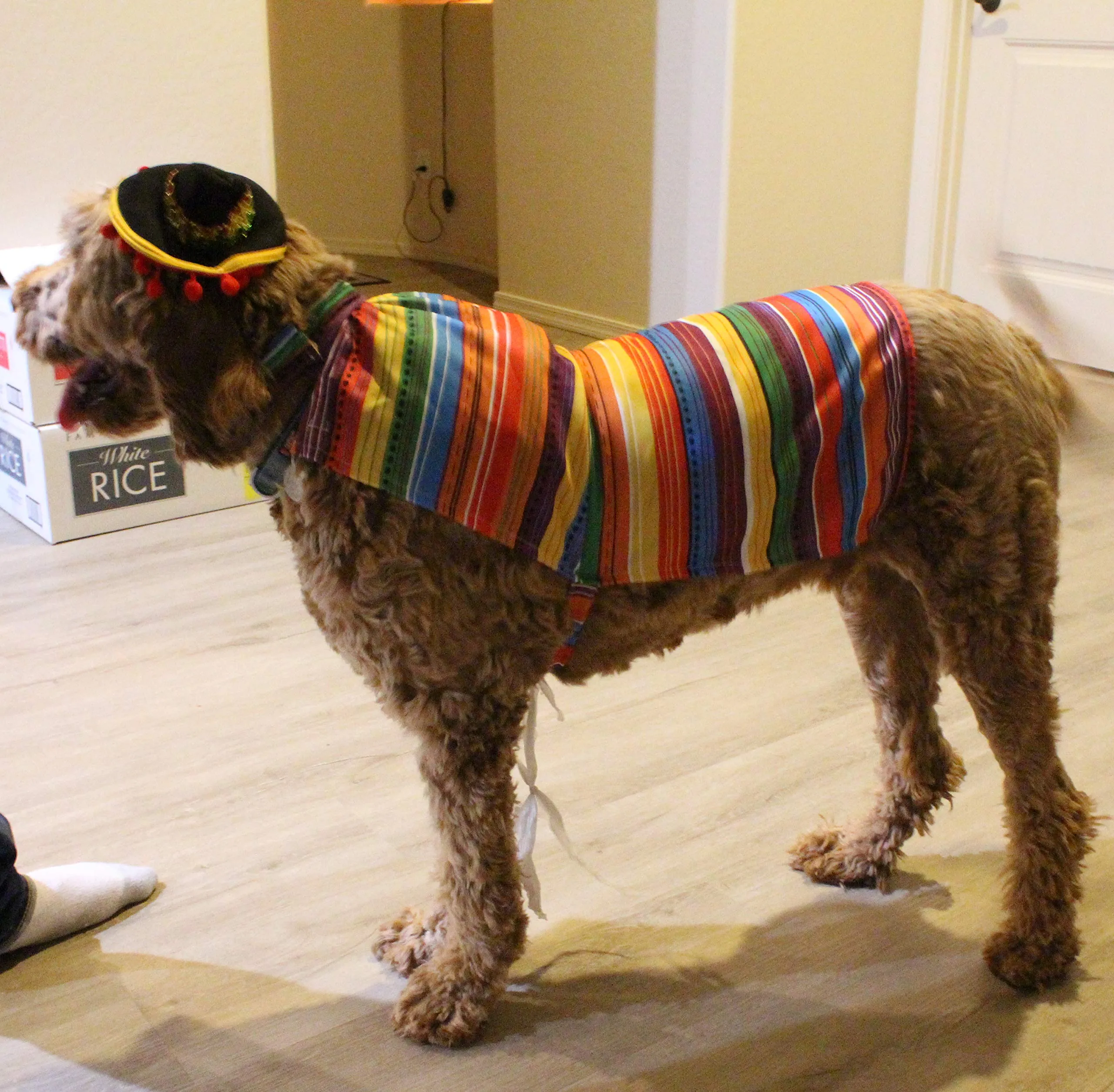 22in Fiesta Pet Costumes, 2 Pcs