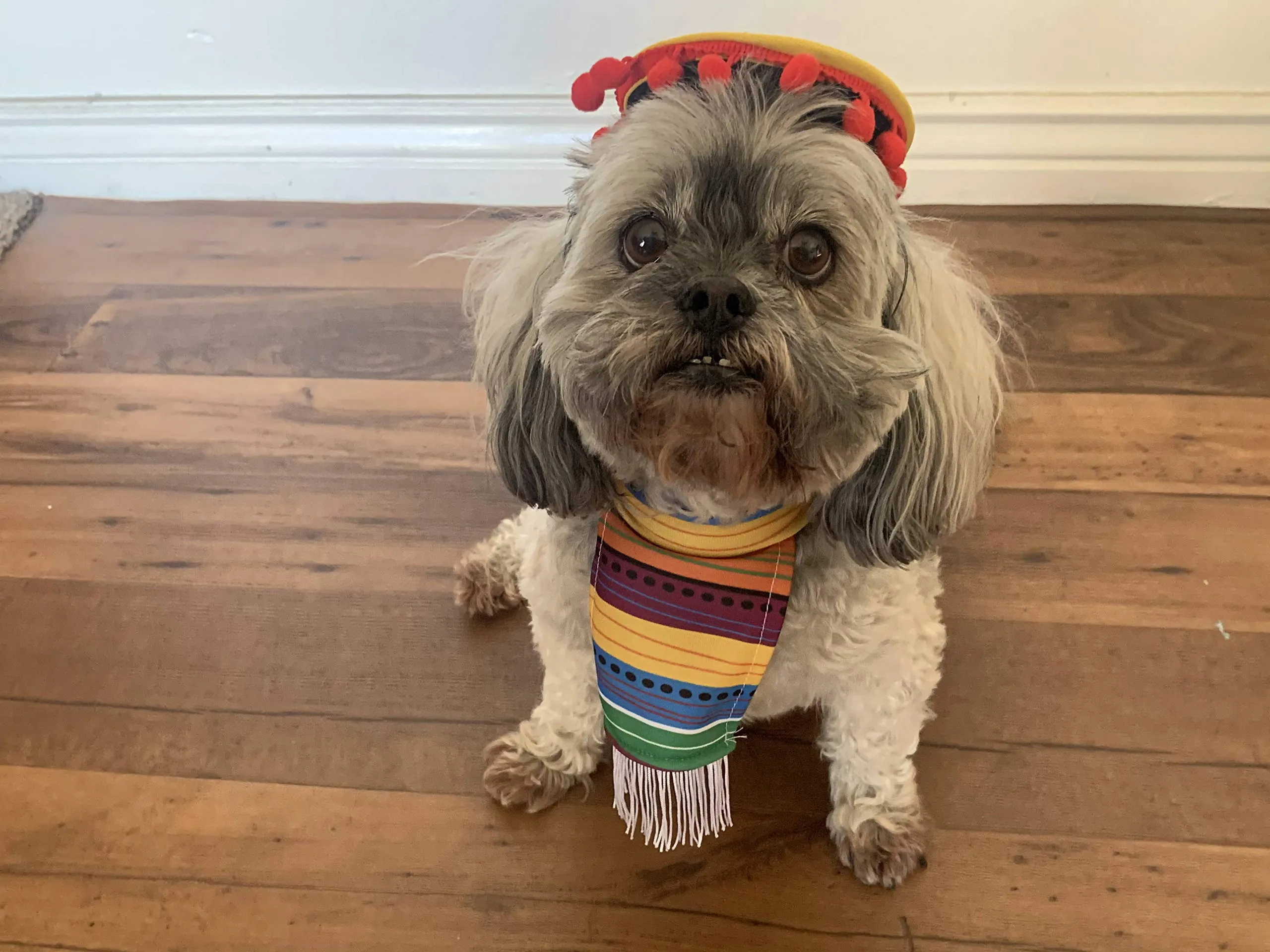 22in Fiesta Pet Costumes, 2 Pcs