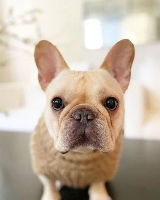 Adele Mocha Turtleneck Dog Sweater