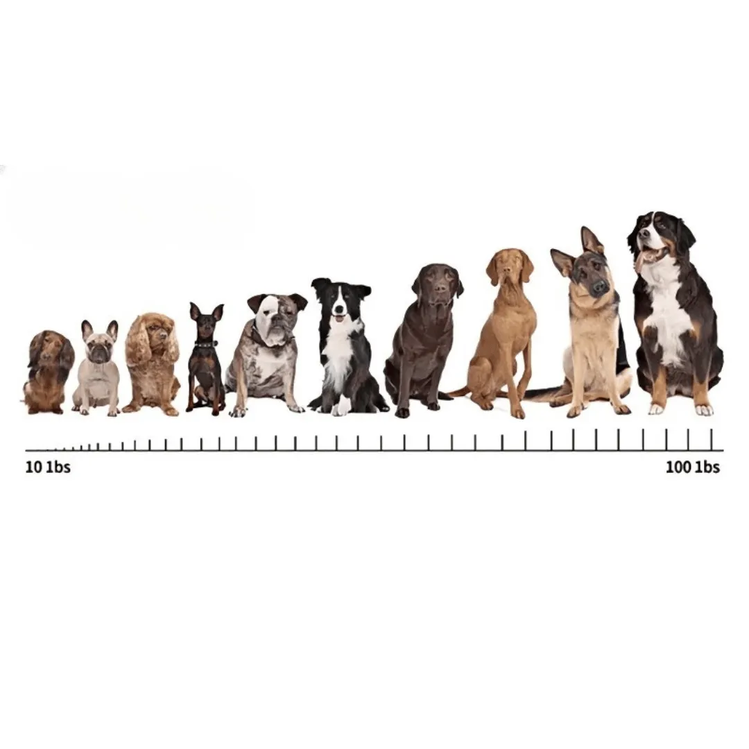 Anti-Bark Collar | Rechargeable Digital Dog Bark Stopper