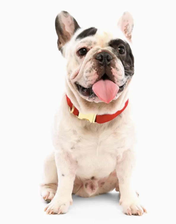 Cranberry Velet Dog Collar