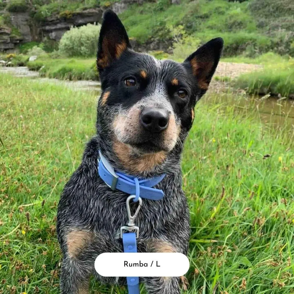 Daydream Blue Dog Collar Walk Set