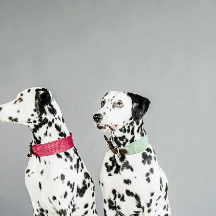 Kentucky Jacquard Dog Collar