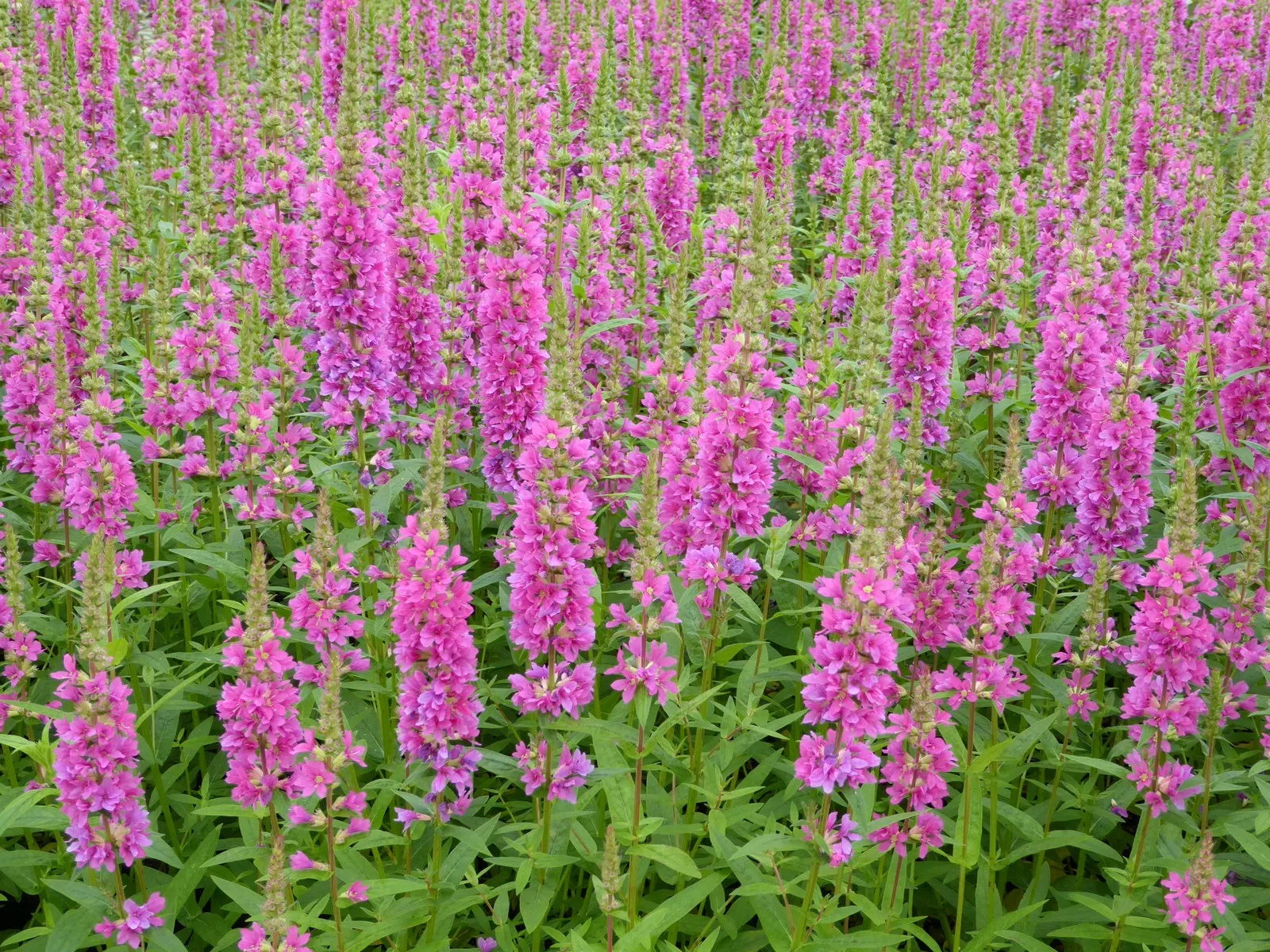 Loosestrife (Lythrum salicaria 'Robert')
