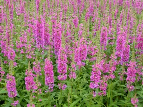 Loosestrife (Lythrum salicaria 'Robert')