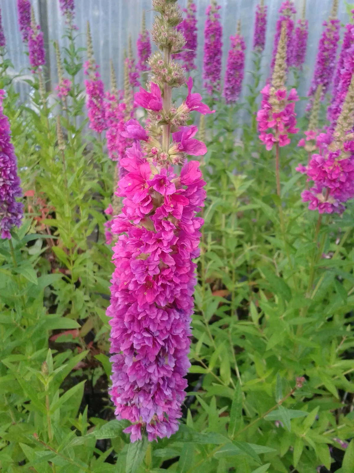 Loosestrife (Lythrum salicaria 'Robert')