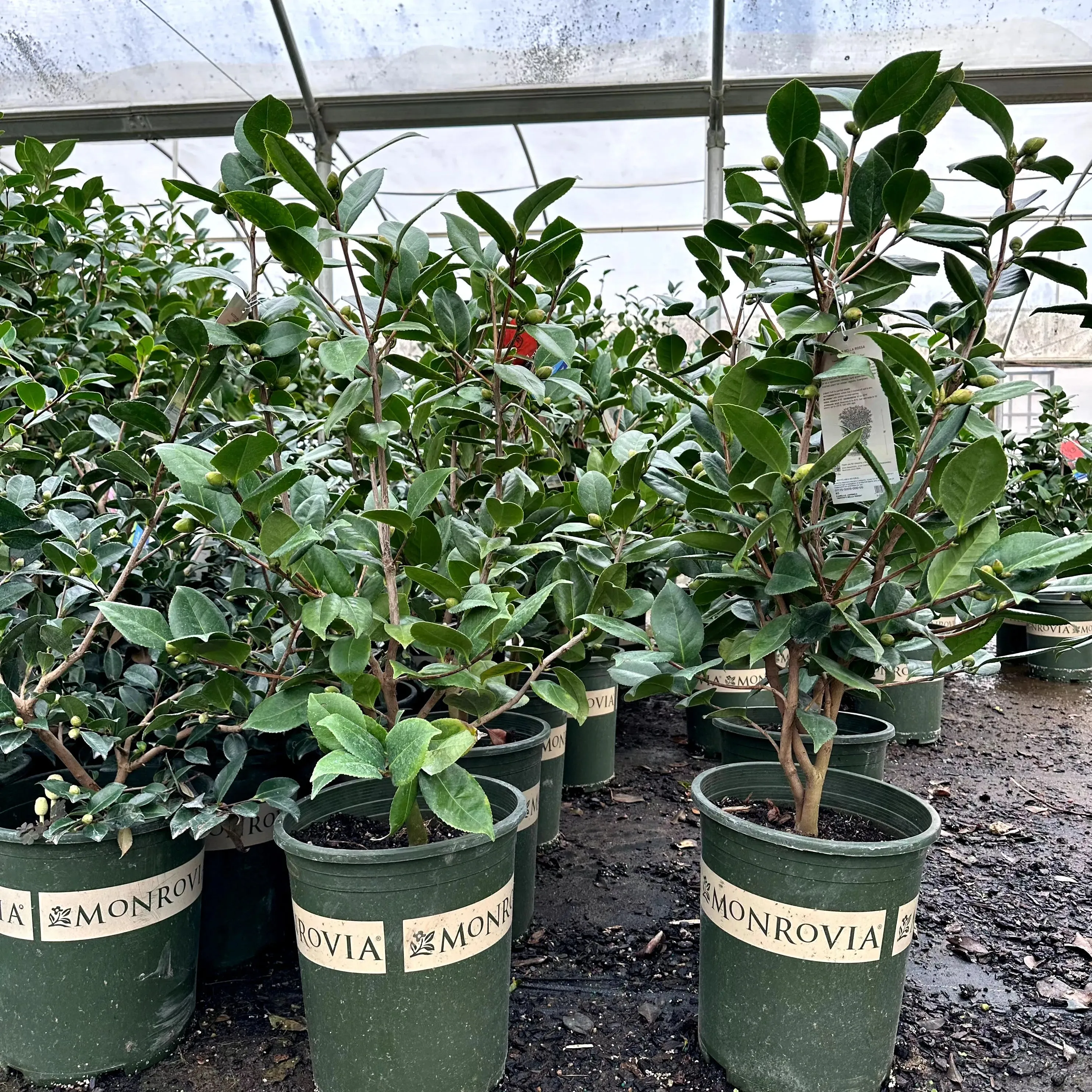 Nuccio's Bella Rosa Camellia