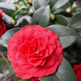 Nuccio's Bella Rosa Camellia