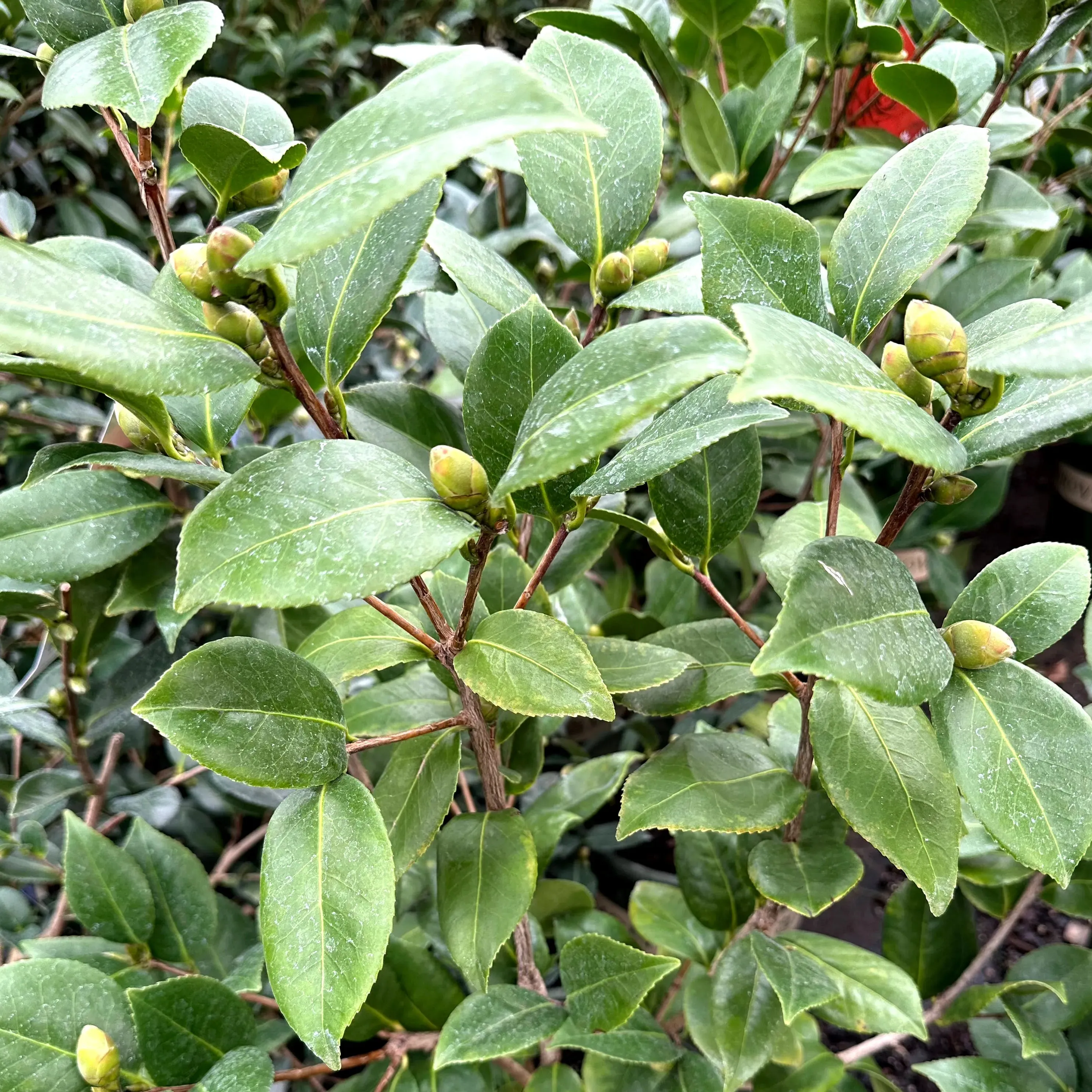 Nuccio's Bella Rosa Camellia