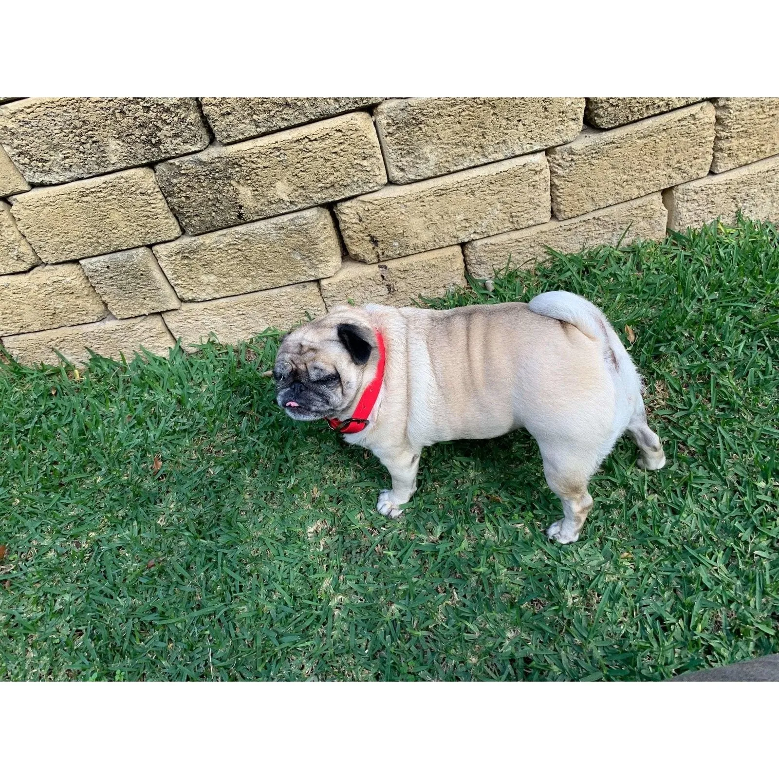 Primal Pet Gear Dog Collars - Tough, Water and Dirt Resistant