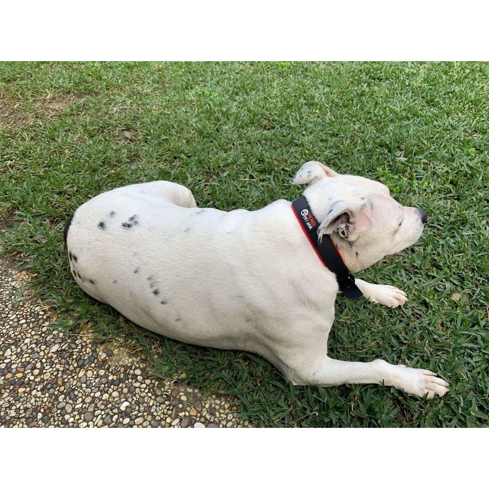 Primal Pet Gear Dog Collars - Tough, Water and Dirt Resistant