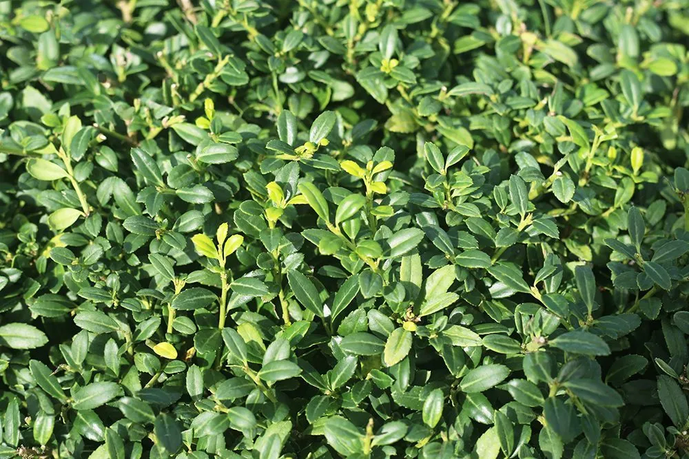 Soft Touch Holly Shrub Ilex Crenata