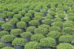 Soft Touch Holly Shrub Ilex Crenata