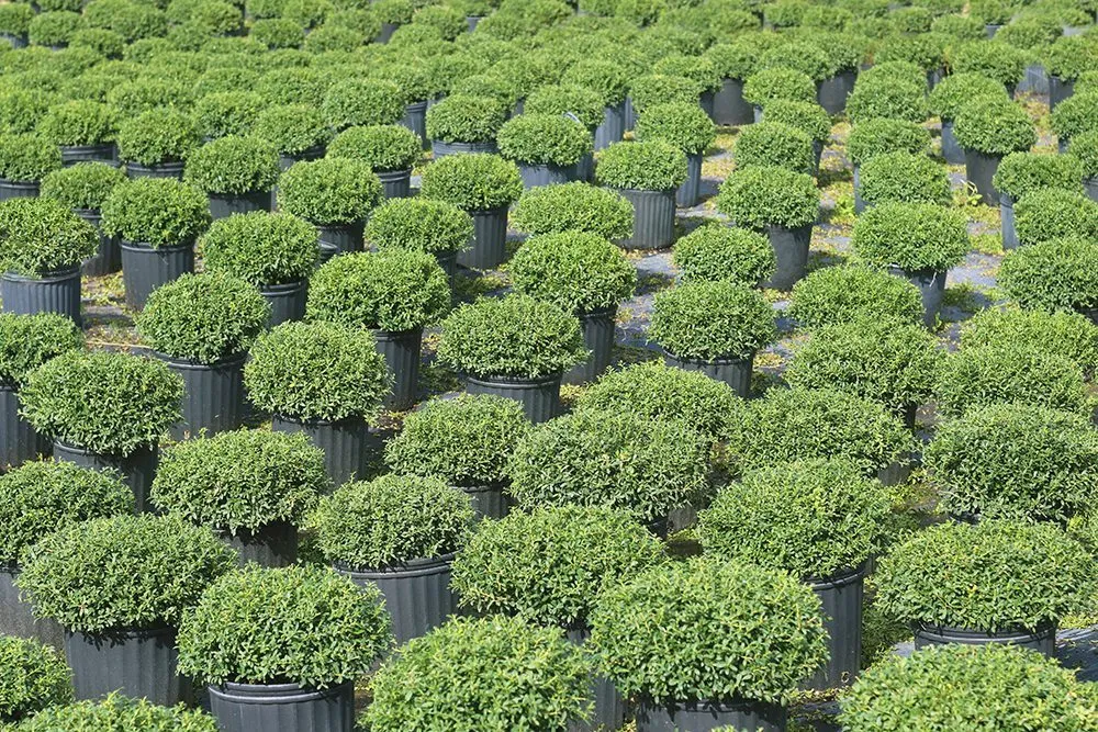 Soft Touch Holly Shrub Ilex Crenata
