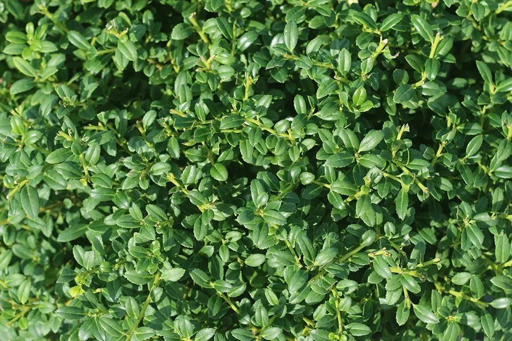 Soft Touch Holly Shrub Ilex Crenata