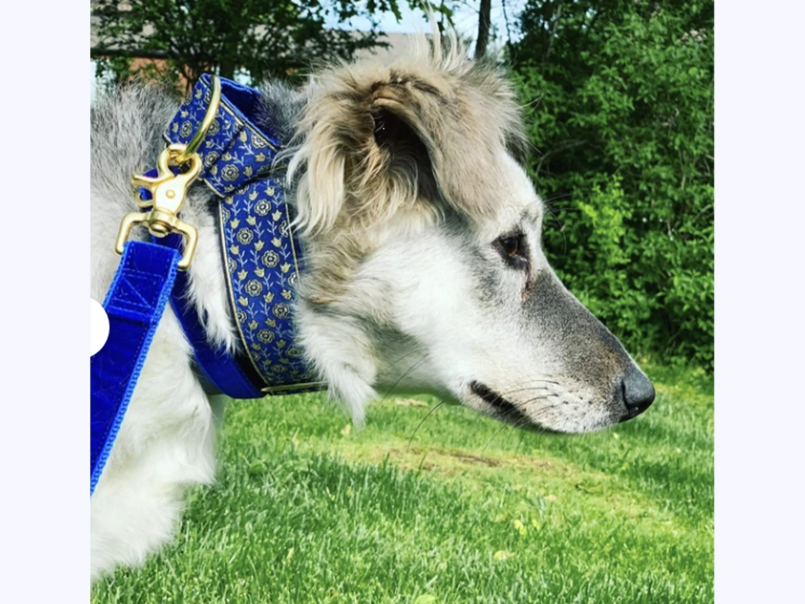 Stratford Jacquard in Blue - Martingale or Buckle Dog Collar - 1.5" Width